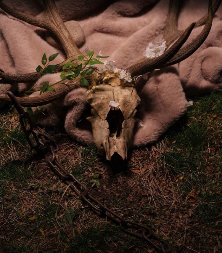 Qoorchaq — deer skull with flowers chained to the ground